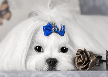 �������� �������� ������ ����